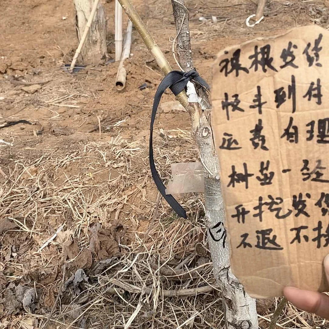 文玩核桃吊坠@****9白狮