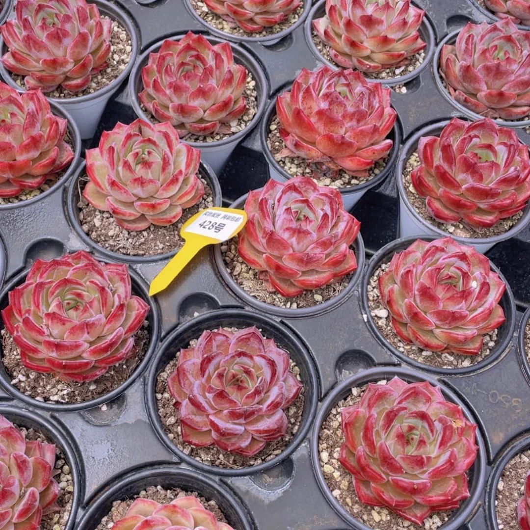 428号 宽叶全状态夜魔侠母本大单头一个