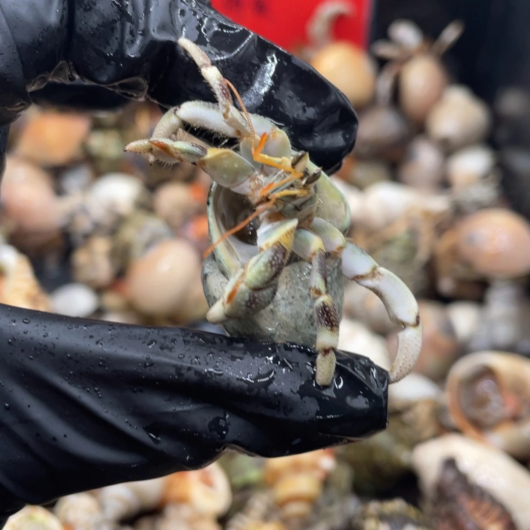 不退不换谢谢支持83