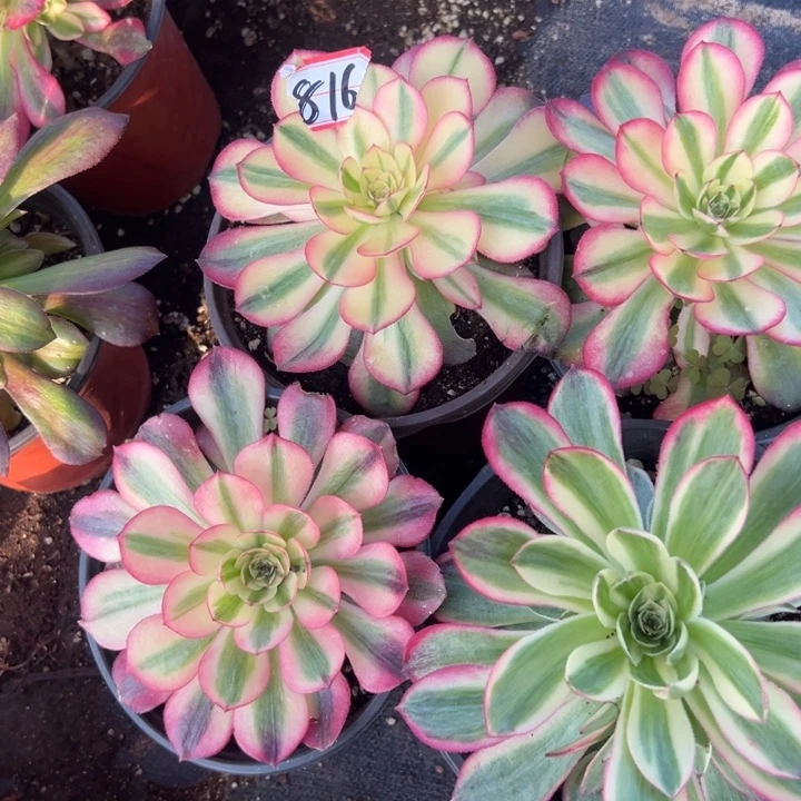 多肉植物816不售后