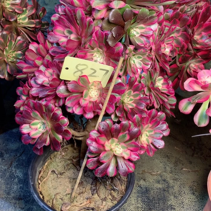 827红铜白多肉一物一拍