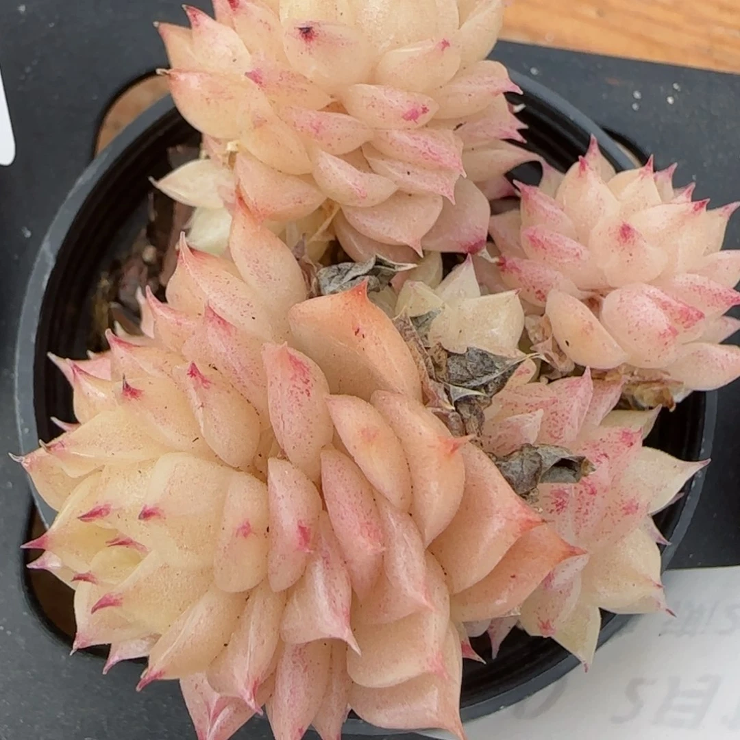 花语逸境0213-500