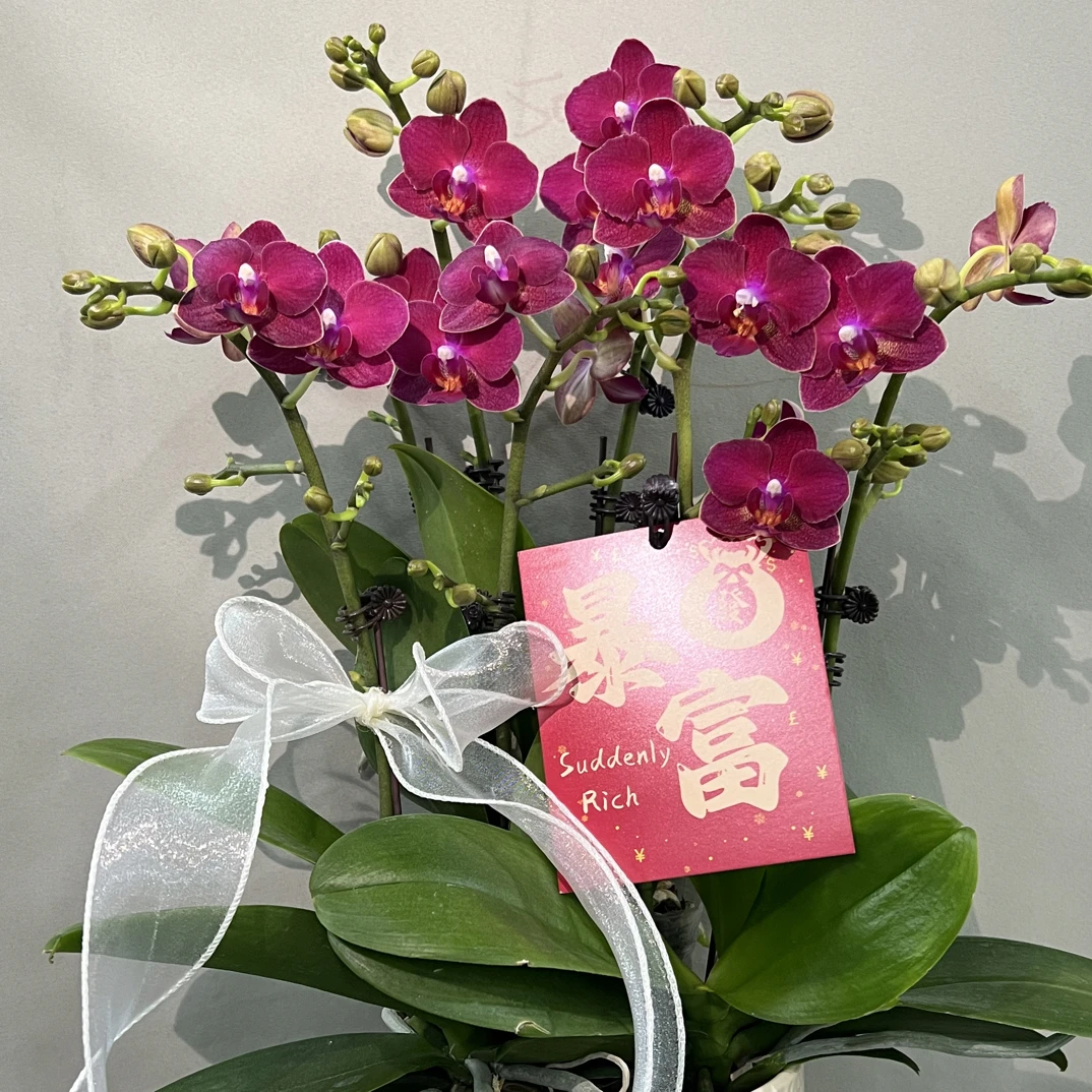 玲泷优选（甜心公主）蝴蝶兰矮款花好养活3-6