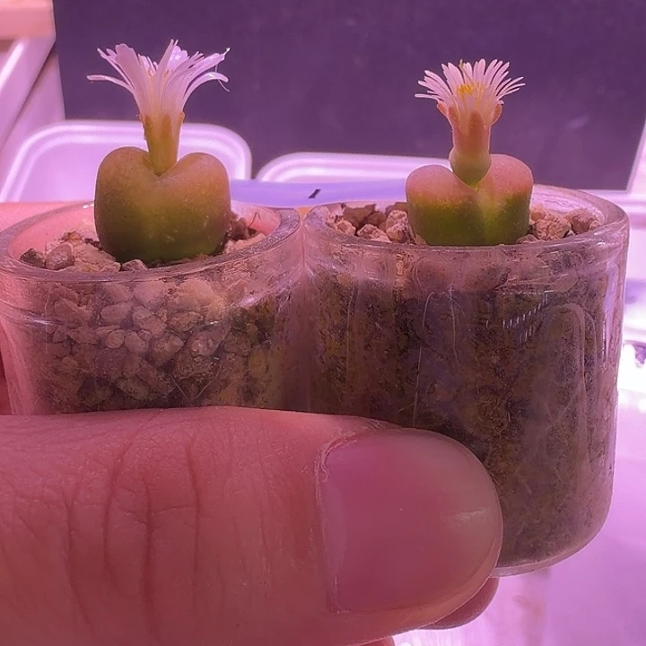 1号，毛毛2颗，清地方福利出！