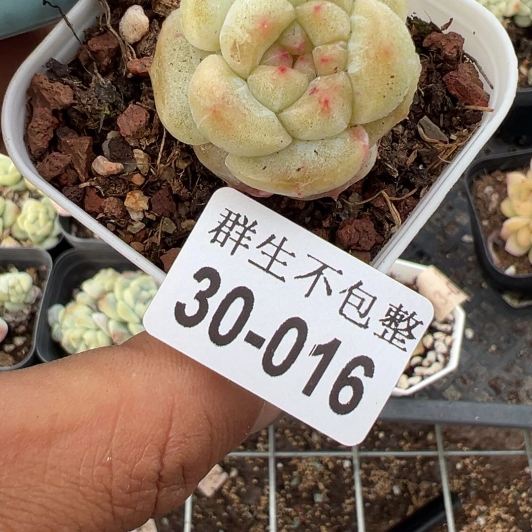 小卡拉米糖心一物一拍30-16