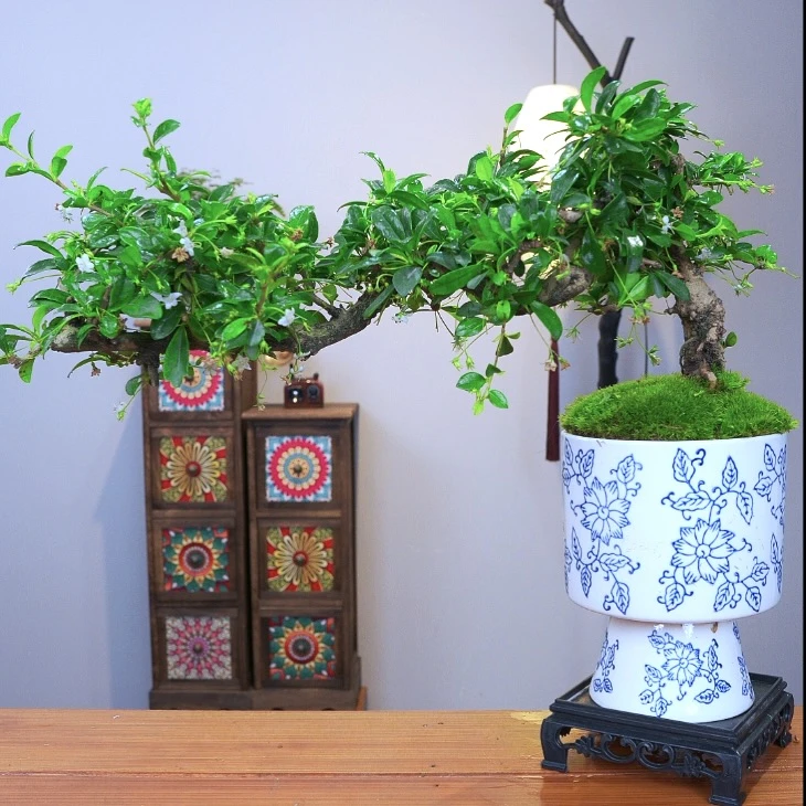 飘枝造型老桩福建茶四季开花植物办公室净化空气绿植盆景