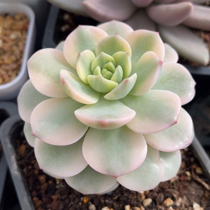 香草锦一物一拍锦龙