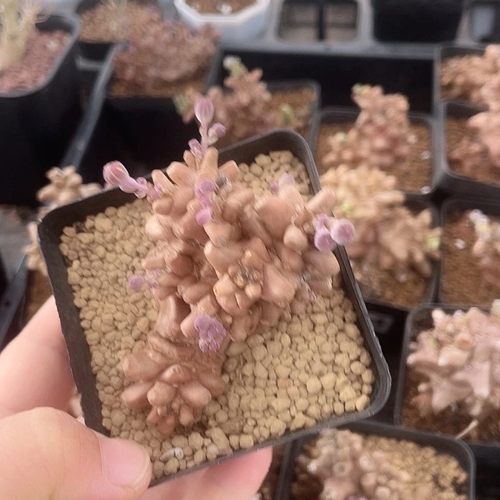 351蛮鬼塔厚墩菊块根