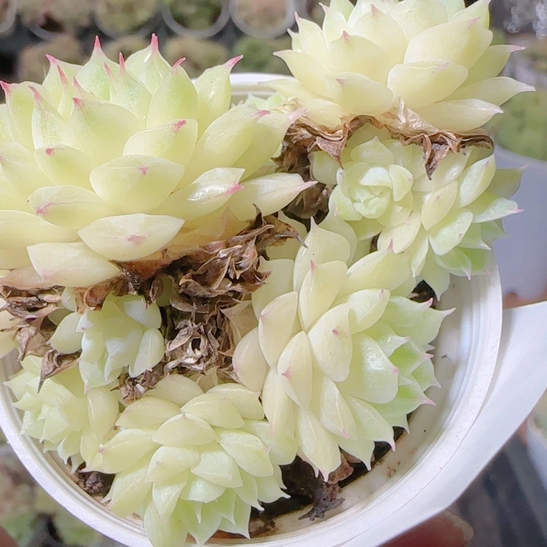花语逸镜1103-293散