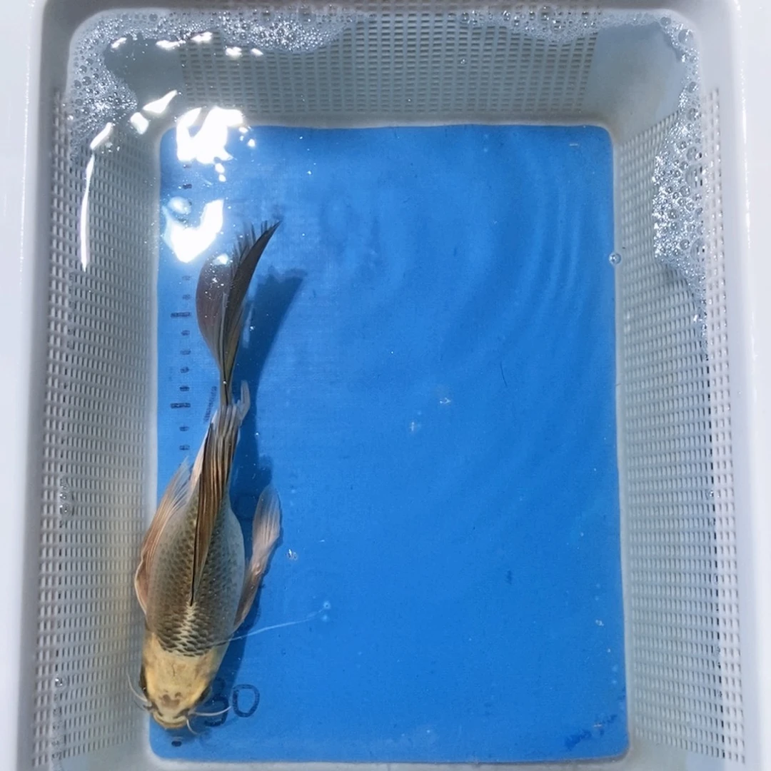锦鲤锦鲤包邮包售后