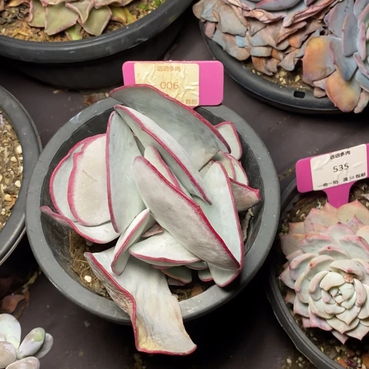 006白眉肉肉肉肉肉