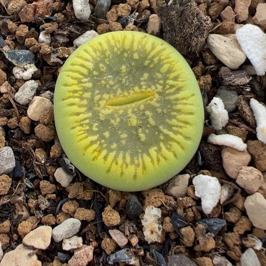 085多肉植物种类多样