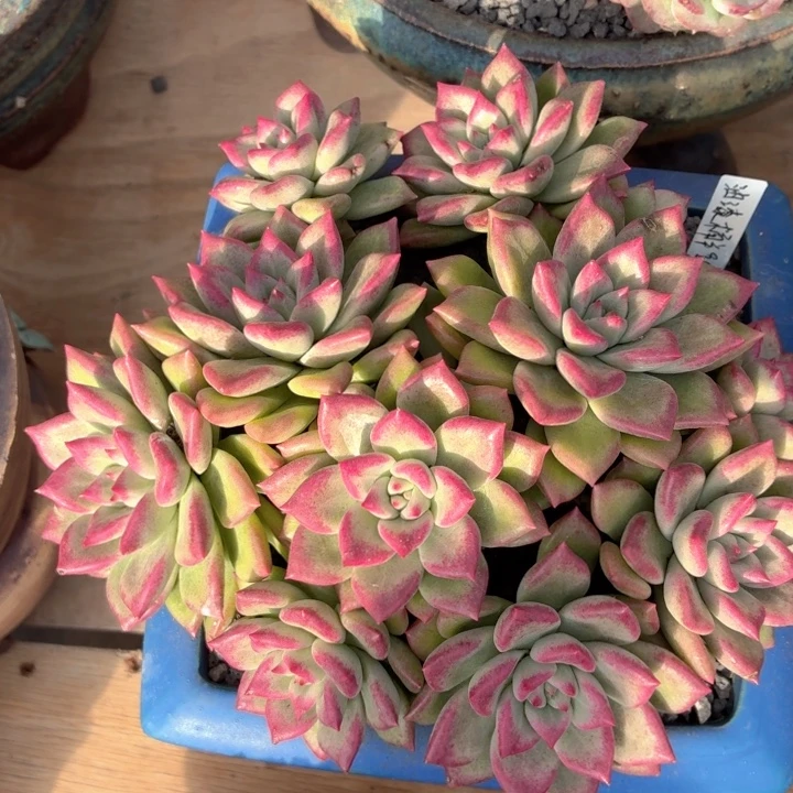 多肉植物 油漆桶-4