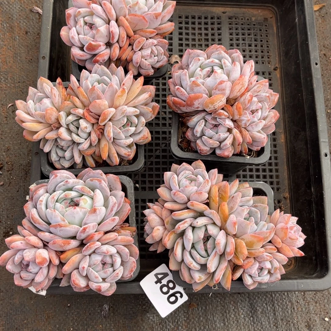 486号新疆西藏内蒙古不包邮