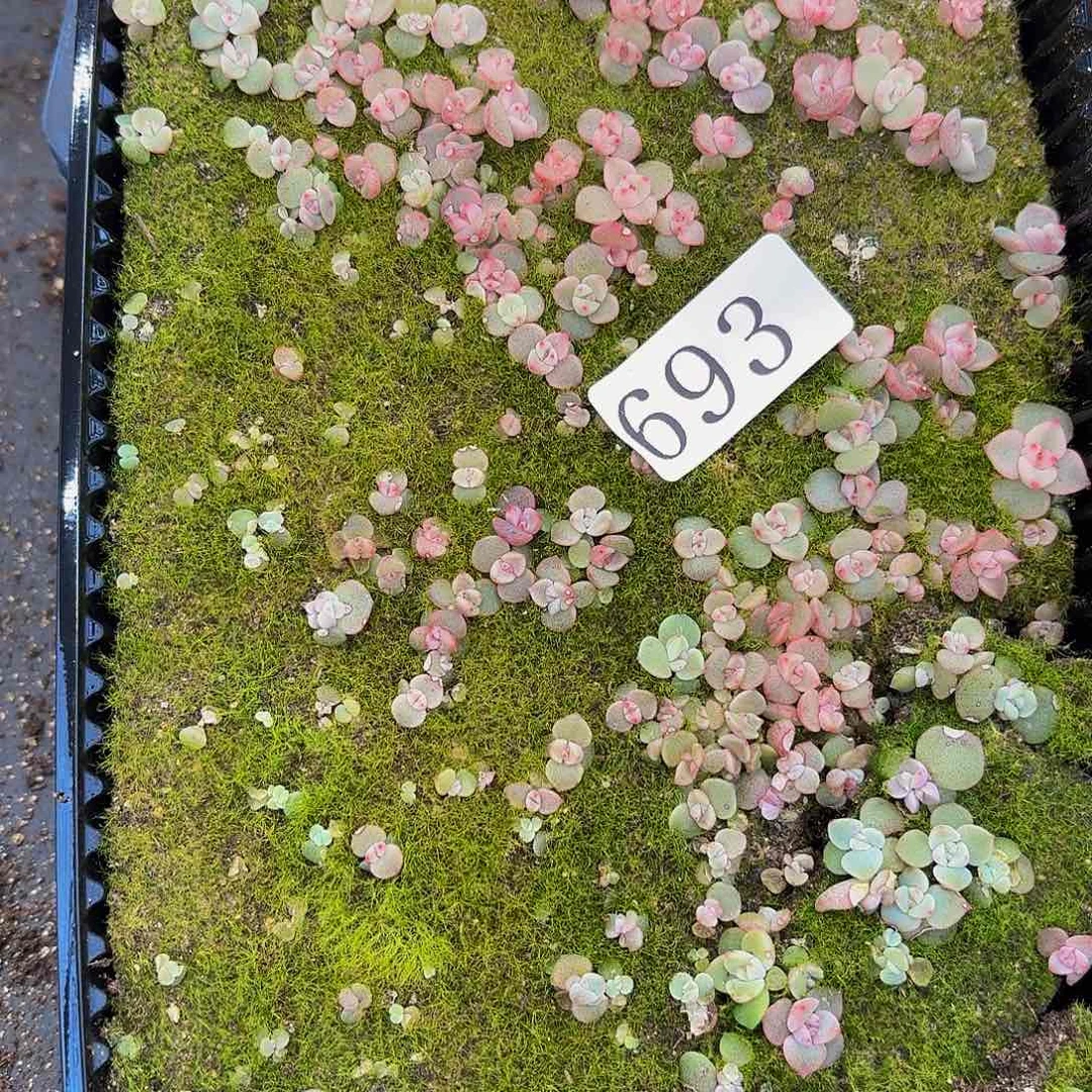 多肉植物多肉植物693