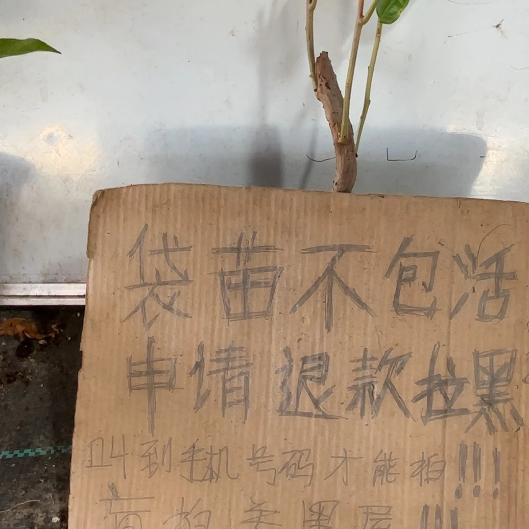 欣***心当前无花栽培后可以开花暗斑大红8