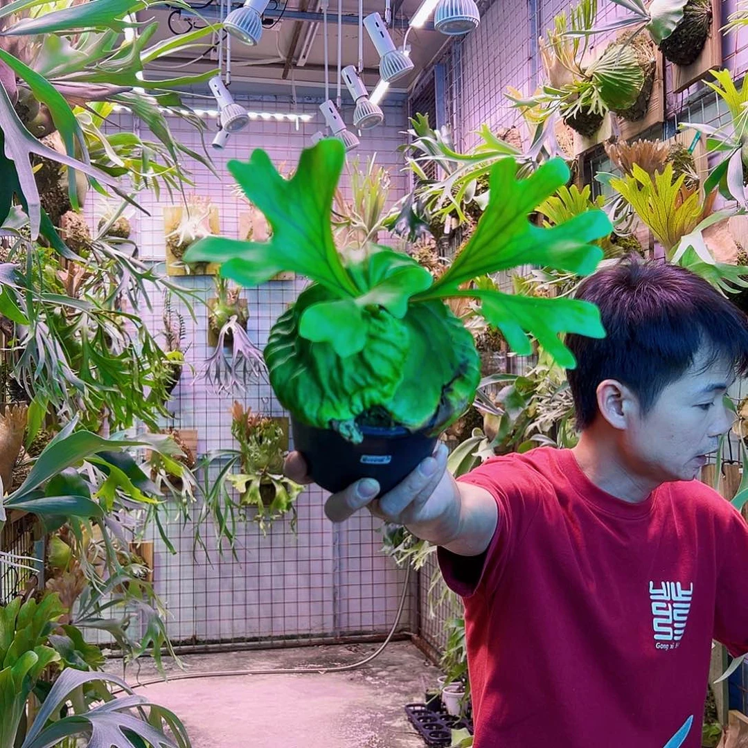 无花朵宽叶亚猴 a02