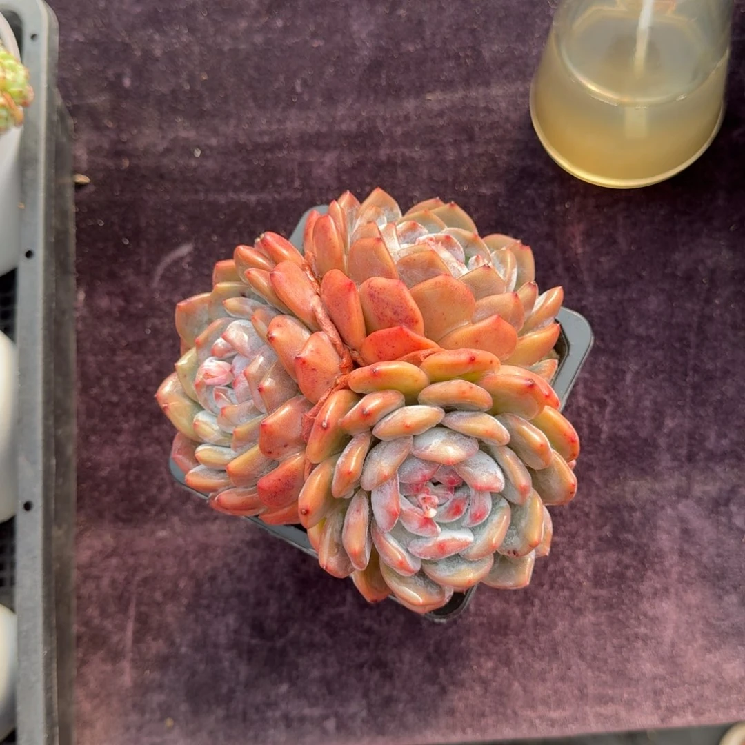 15厘米的尺寸一物一拍的