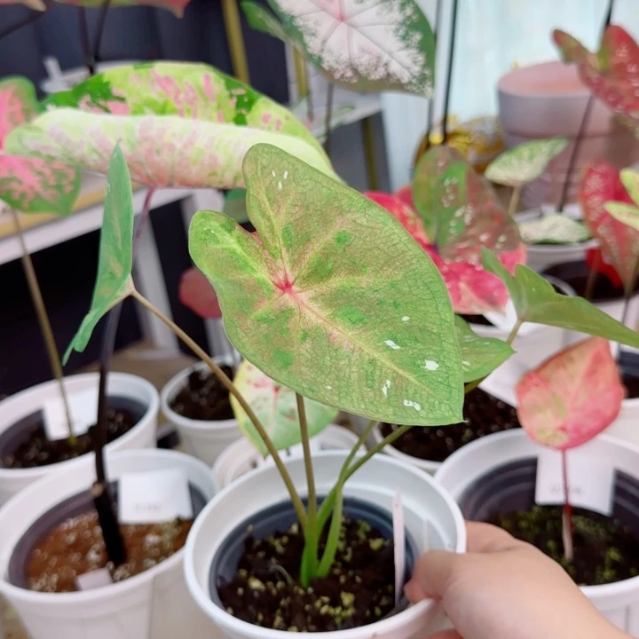 无花朵海王小苗Q2353