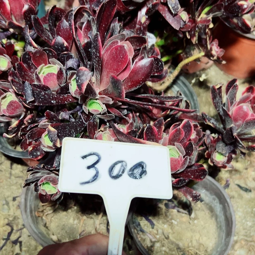 开**兵多肉植物组合3个