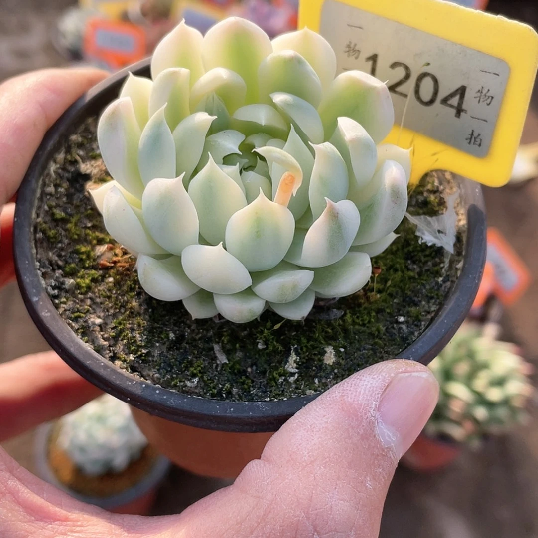 【闪购商品】小*1204号