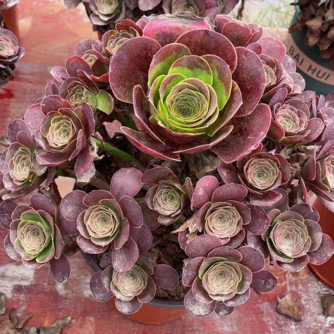 糖*吖651魅金玫瑰精品法师多肉