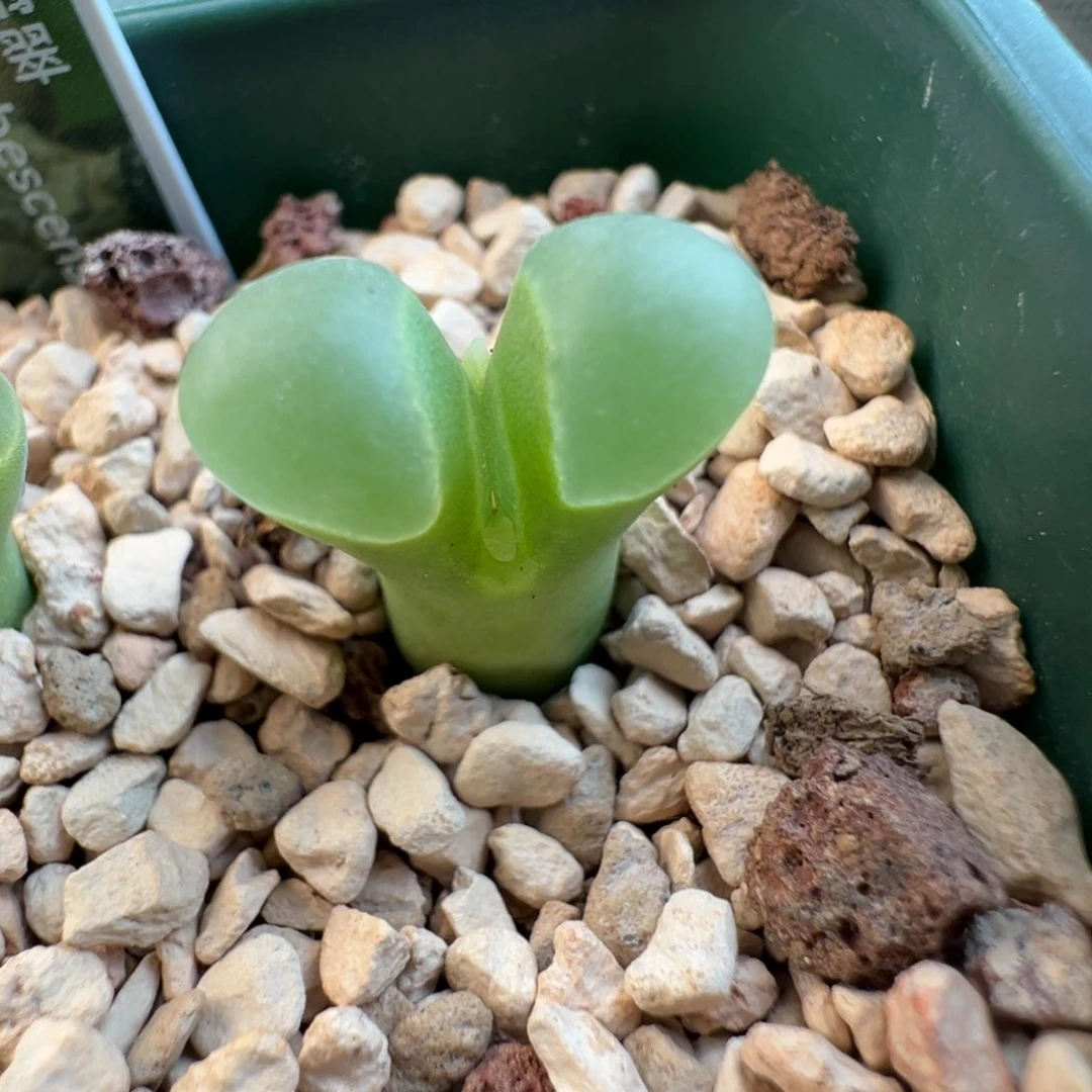 162号翡翠绿翻窗…………