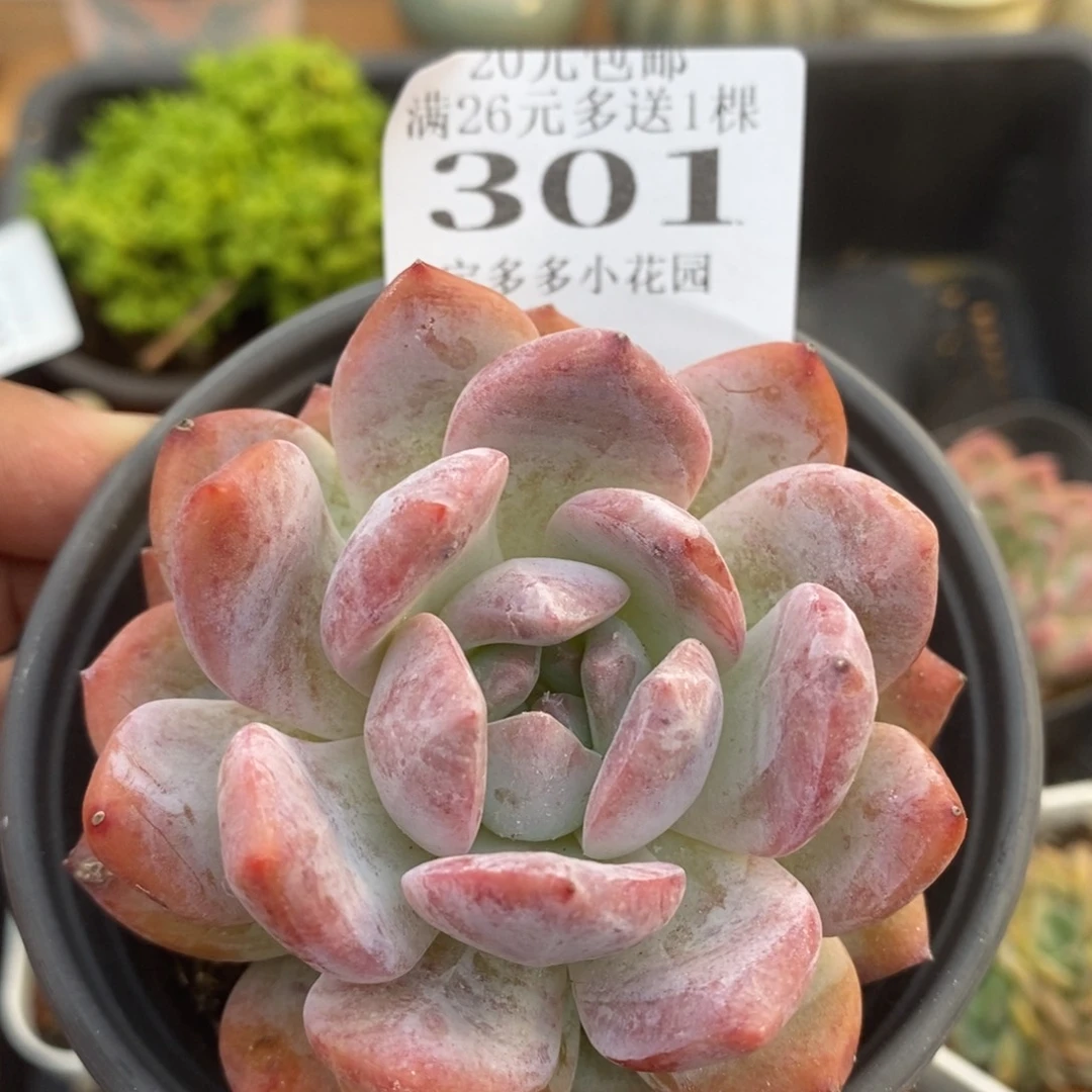 橙梦露一物一拍满20包邮满26送一颗多肉