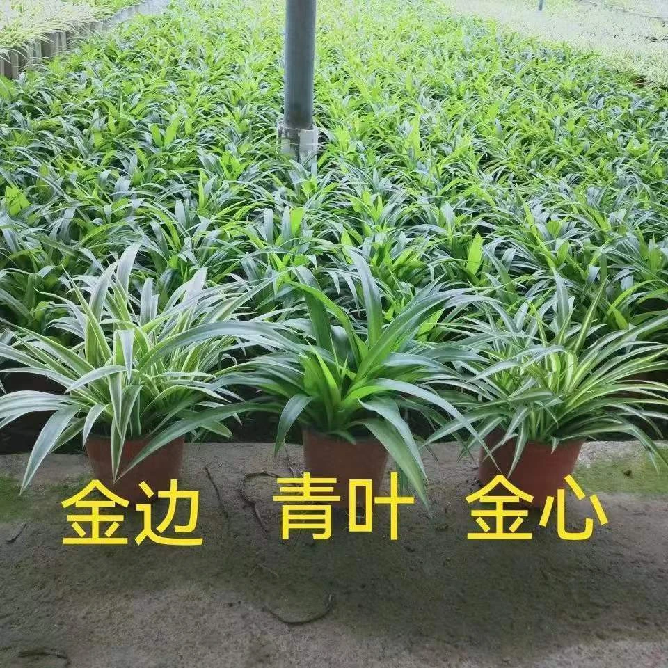 金边金心青叶吊兰四季种植花卉盆栽绿植净化空气室内办公室好养绿