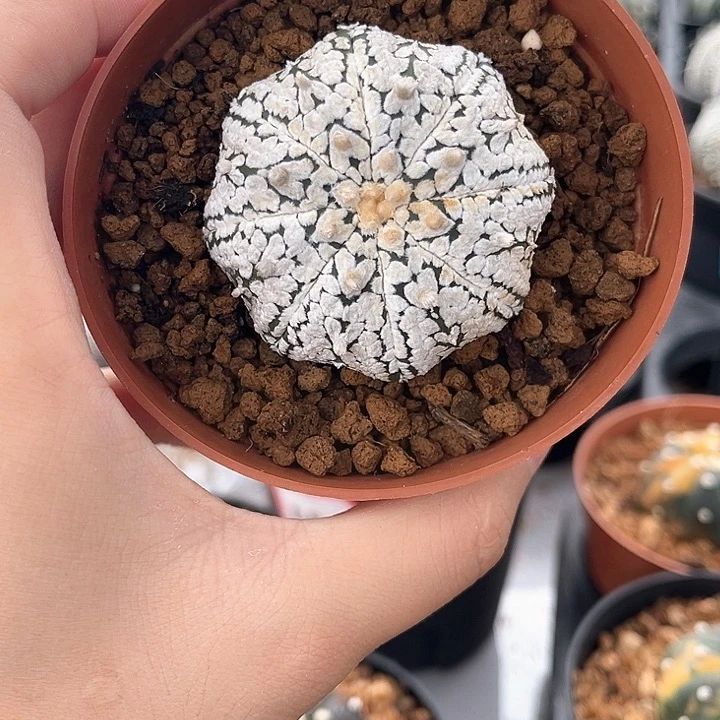 49cm。 V兜一物一拍