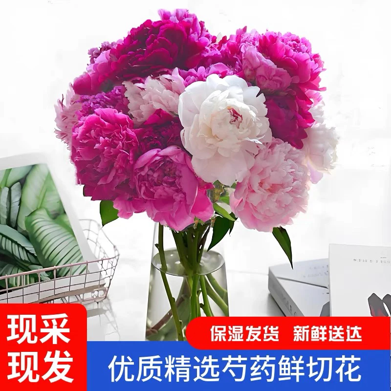 菏泽芍药鲜花A级花包芍药鲜切花重瓣芍药鲜切花芍药鲜花