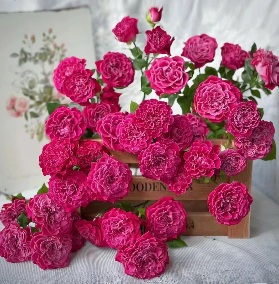 【如熙臻品】皇家魔法- 稀有多头玫瑰（注意：收到带包装醒花哦！）