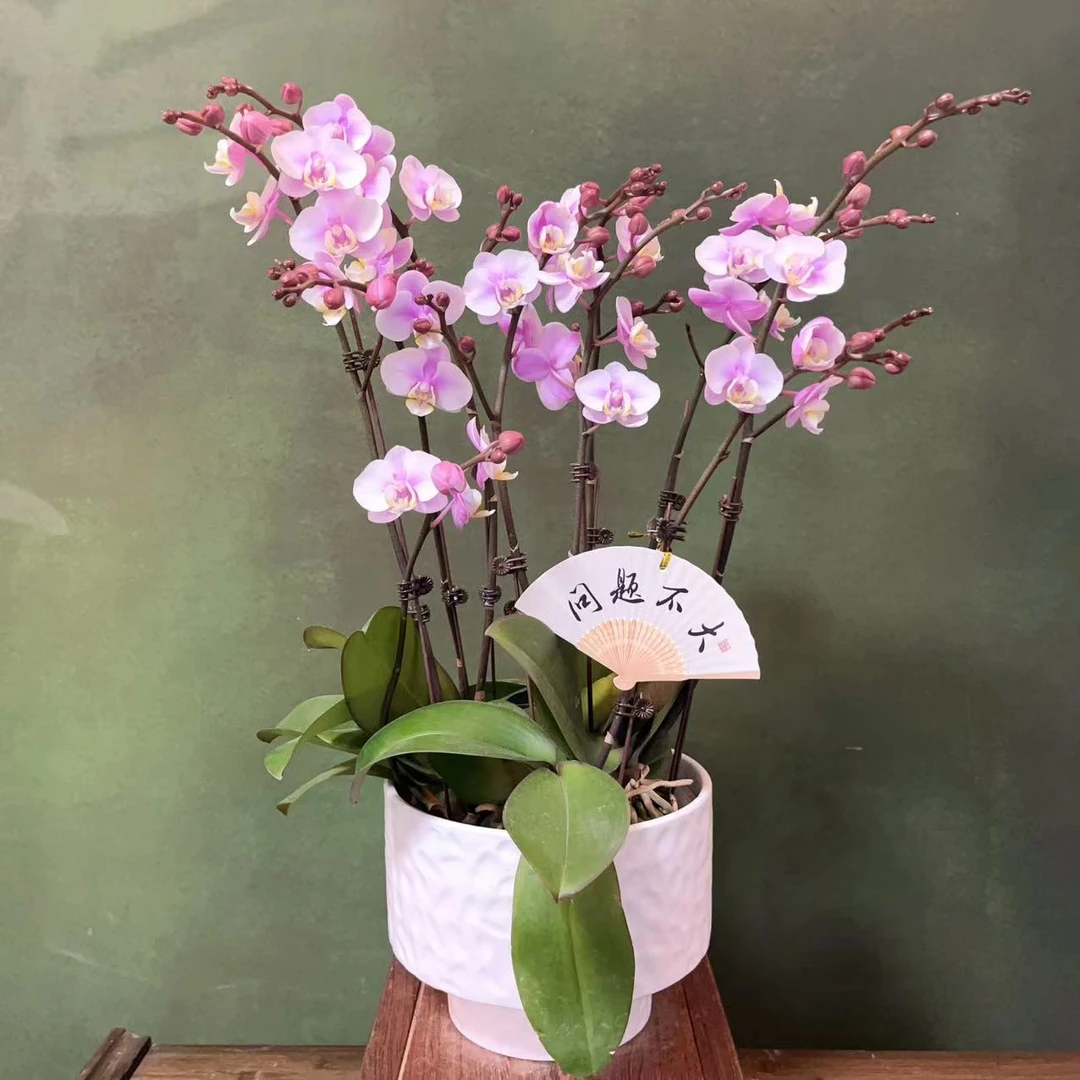 A+级【小梅花】精品 蝴蝶兰