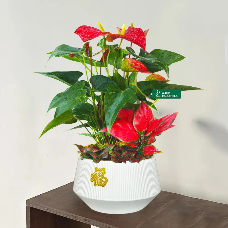 【红掌四朵花以上组合盆栽】桌面红色花卉绿植美观带花好养护植物