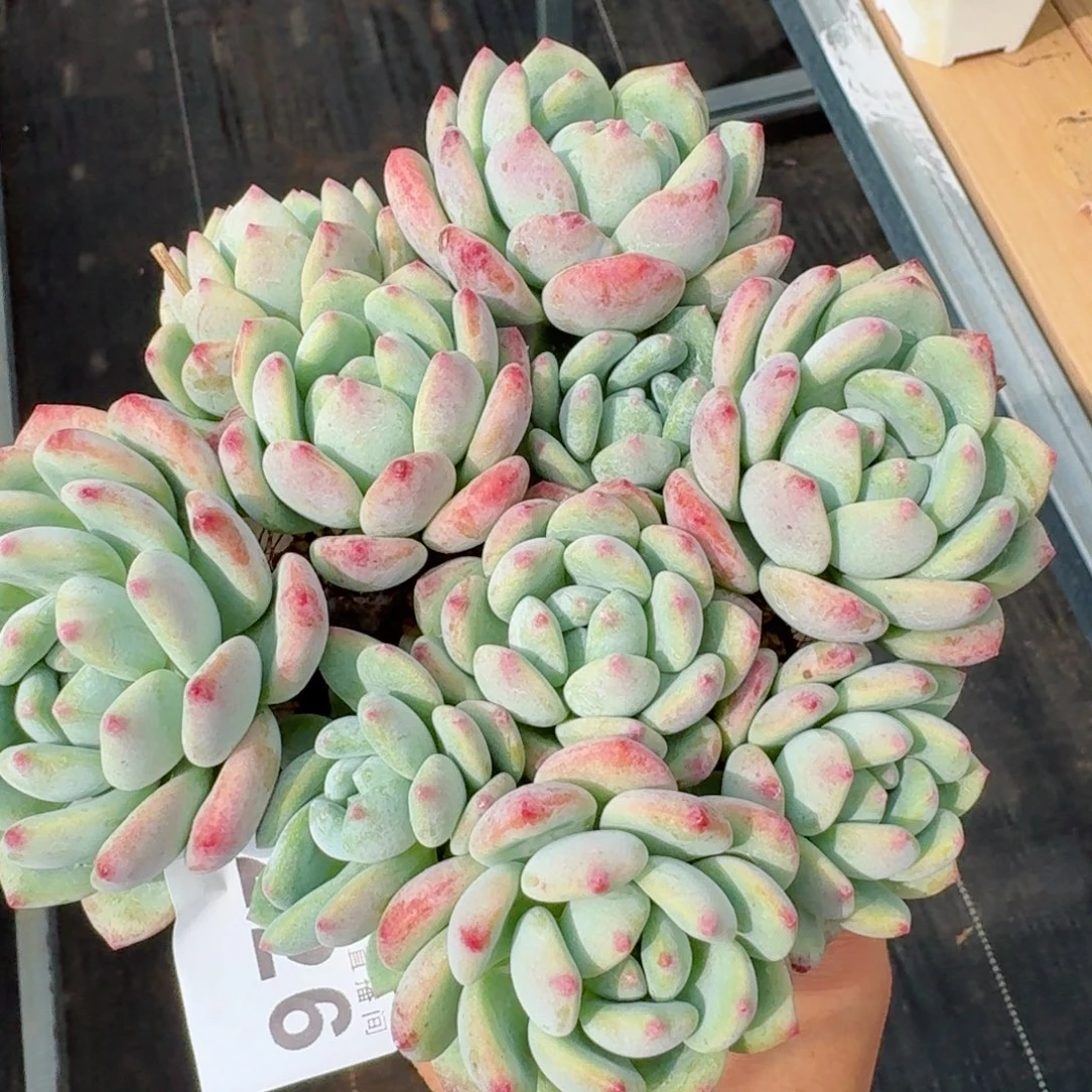 望舒        精美多肉植物