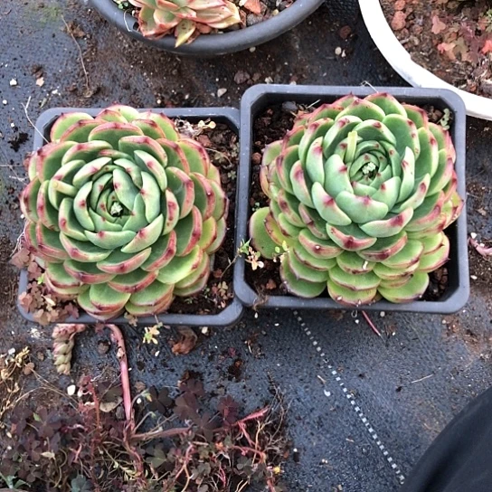 月亮拉丝一物一拍