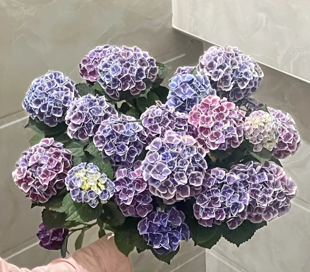 觅野花间〔帝沃利〕绣球 1加仑盆 一物一拍 室内室外庭院花卉绿植