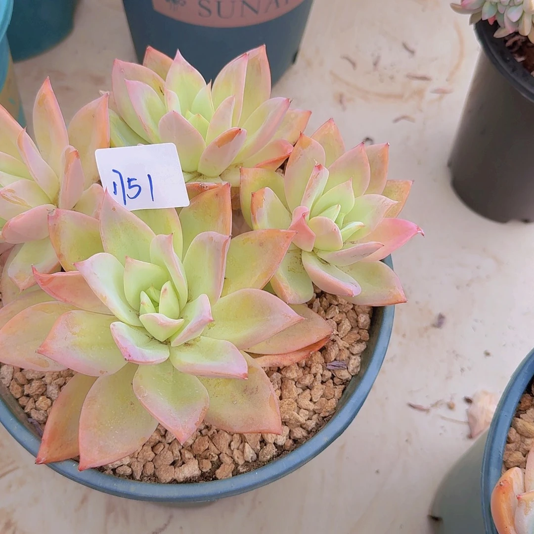 用***71751烟火多肉植物