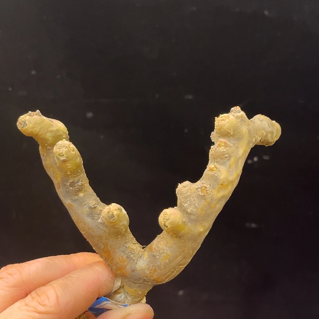 黑皮月界，潮流植物