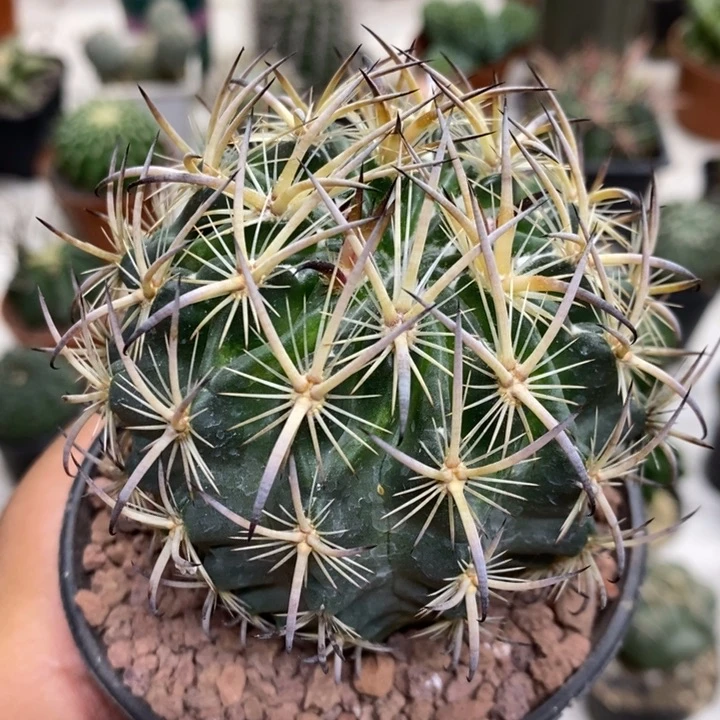 实生大号虎爪玉特价