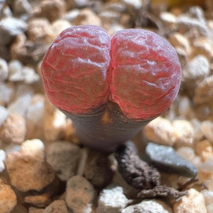 w/619。正版c10。2年。全状态