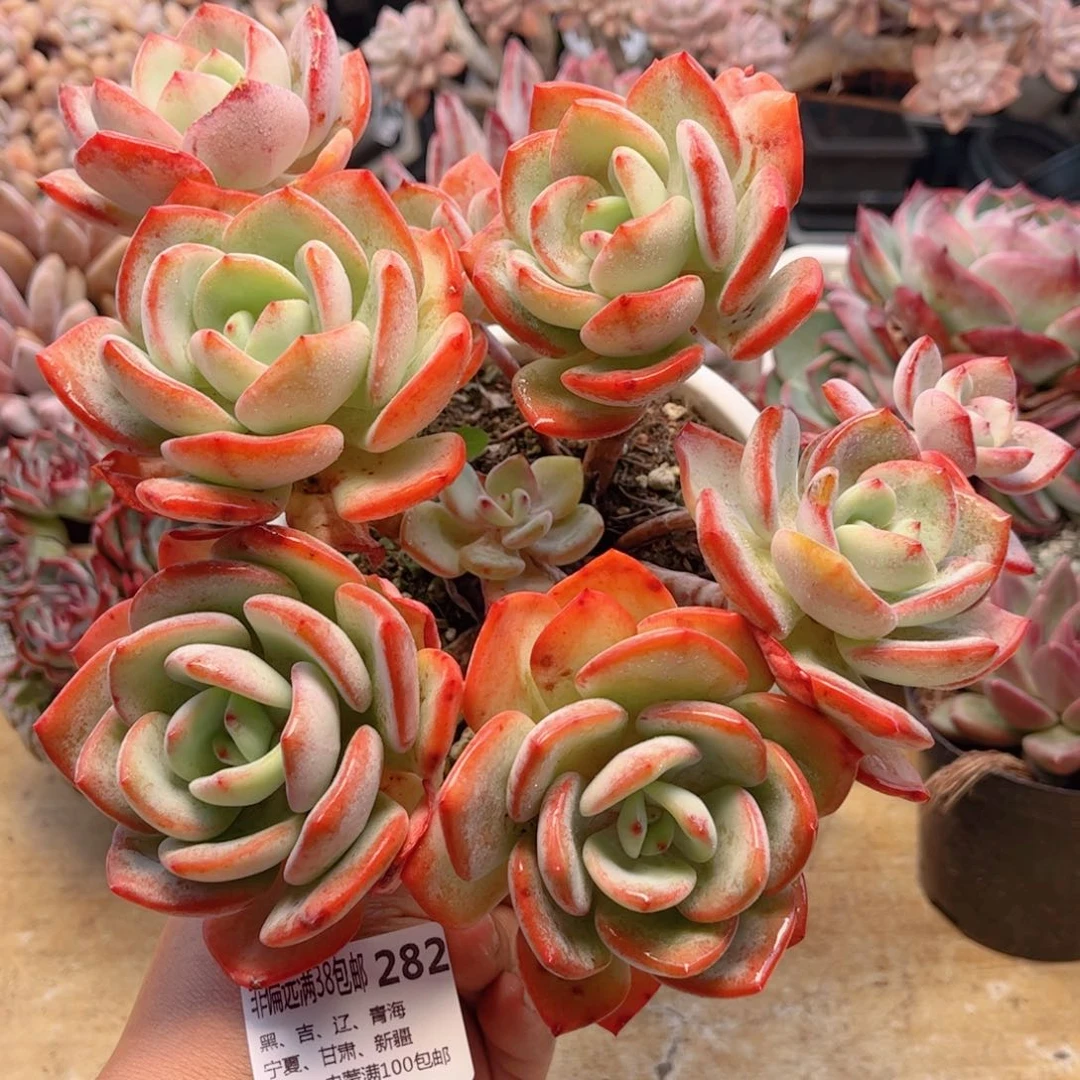 282白月光德华多肉