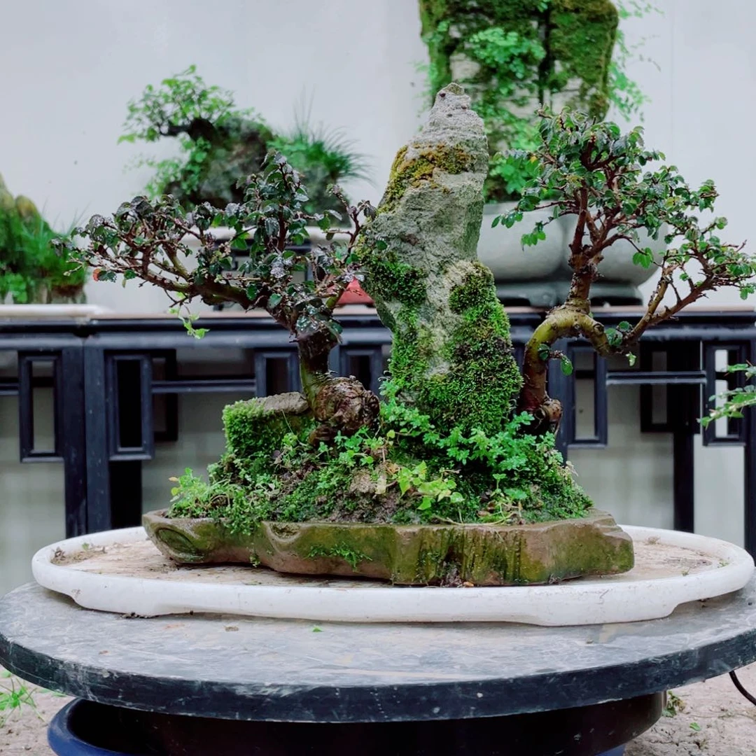 无铅玻璃鲁*缘铁线蕨的一个分支是指