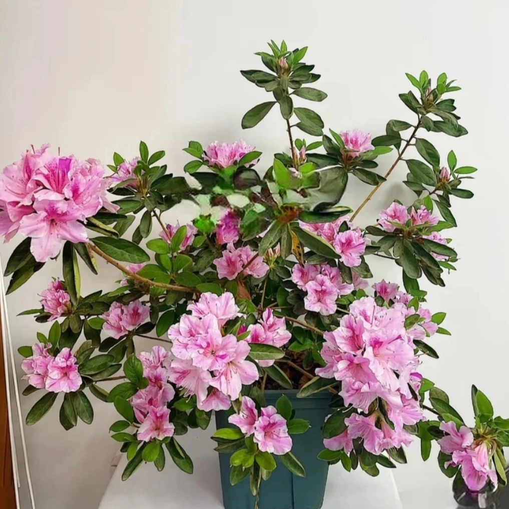 安酷双色泰勒杜鹃四季盆栽地栽阳台客厅带土球带包邮