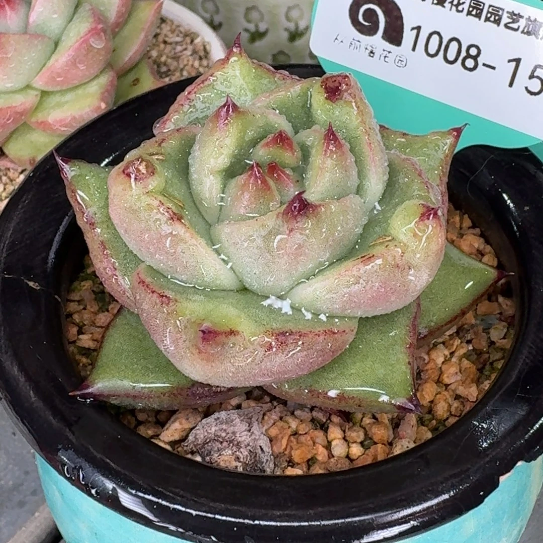 从前慢多肉精选编号1008.151