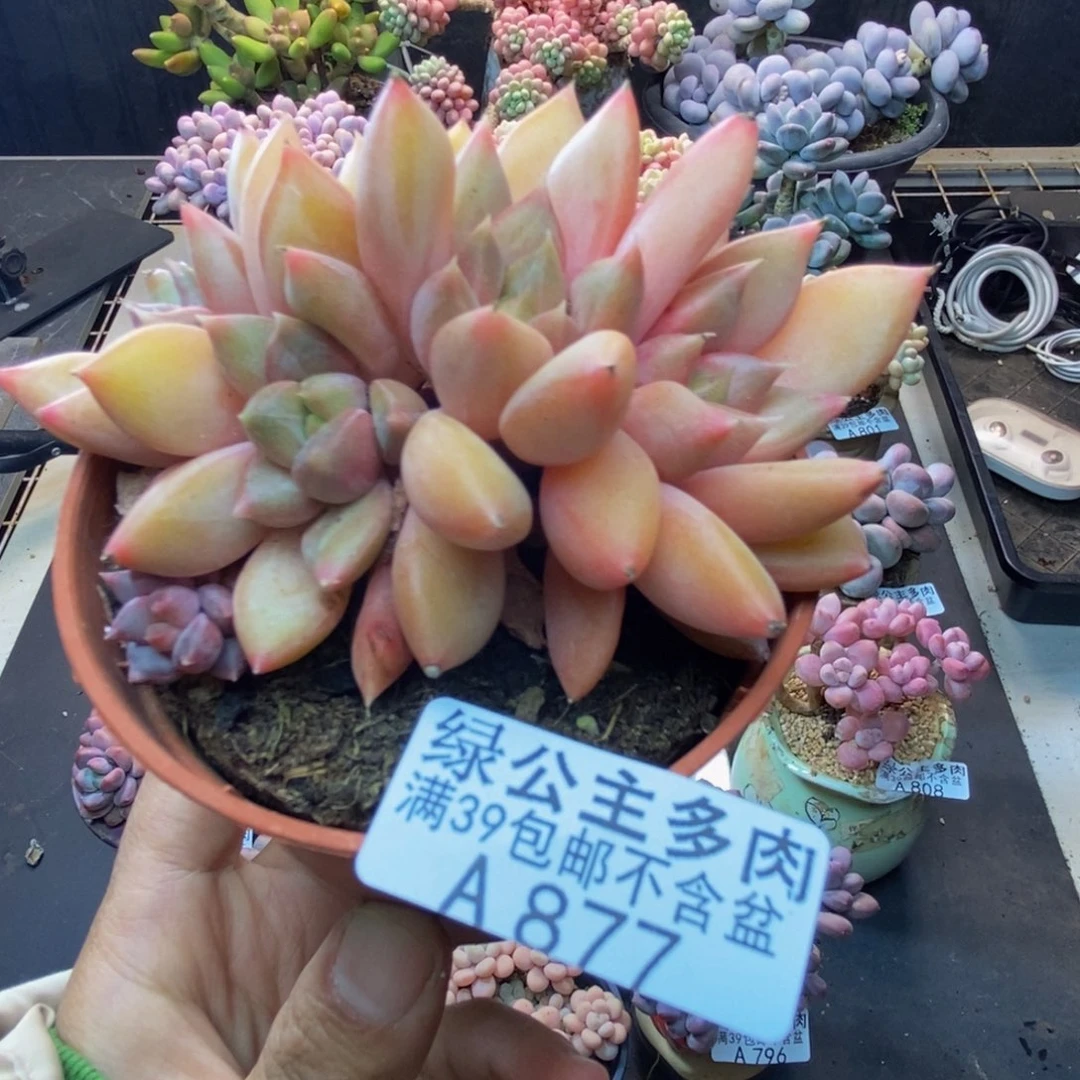 877象牙奶朵朵缀多肉8c m