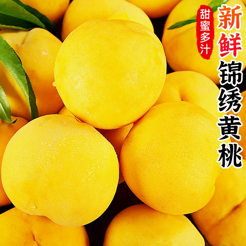【香甜多汁】正宗锦绣黄桃2-9斤黄肉毛桃子黄金水蜜桃新鲜水果