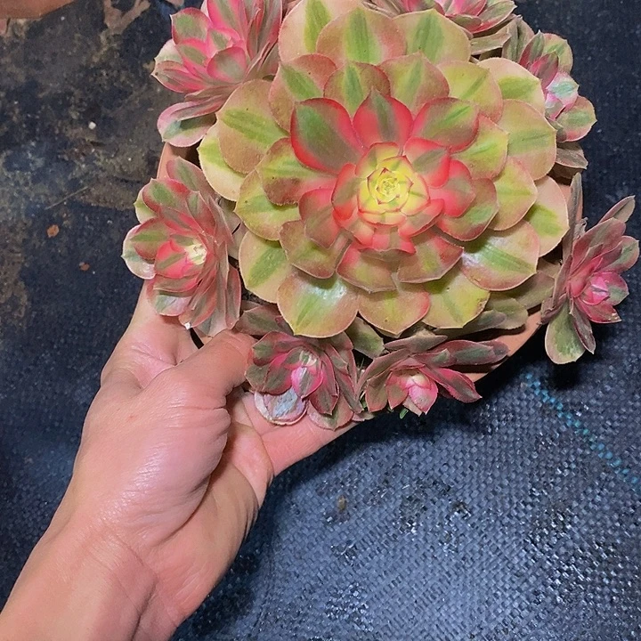 多肉植物保护研究所