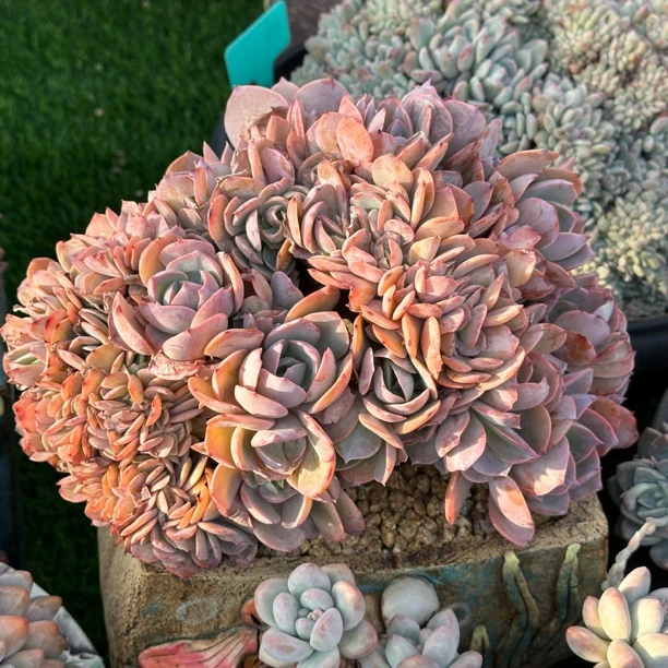 7号链接 白玉兰缀化 多肉植物缀化 状态图勿拍