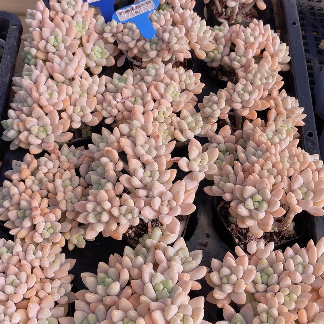 量拍54号 奶酪蛋糕大群生一个